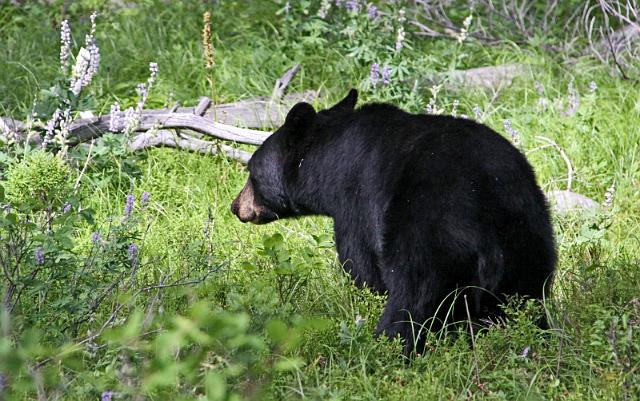 185 grand teton national park, zwarte beer.JPG